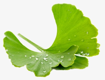 Ginkgo - Maidenhair Tree, HD Png Download, Transparent PNG