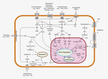 Metabolic Pathways In The Cell, HD Png Download, Transparent PNG