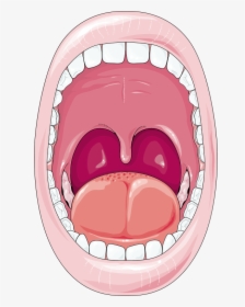 Cartoon Digestive System Mouth, HD Png Download, Transparent PNG