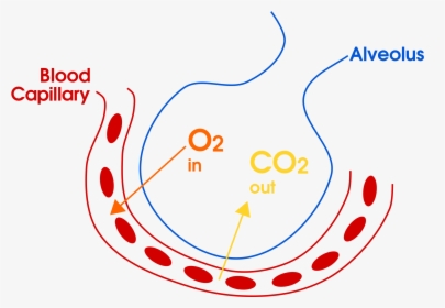 Example Of Gas Exchange In The Lungs For Copd Overlap - Gas Exchange In Alveoli Diagram, HD Png Download, Transparent PNG
