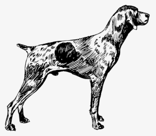 German Shorthaired Pointer German Wirehaired Pointer - German Shorthaired Pointer Clip Art, HD Png Download, Transparent PNG