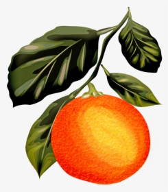 Watercolor Orange, Orange Fruit, Leaves, Vintage - Lukisan Cat Air Jeruk, HD Png Download, Transparent PNG
