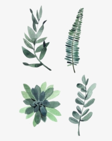 Watercolor Painting Drawing Plant Illustration Watercolor - Watercolor Plants, HD Png Download, Transparent PNG