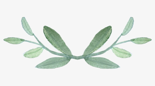 Plant,common Sage,herb - Transparent Background Greenery Transparent, HD Png Download, Transparent PNG