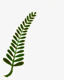 Fern Computer Icons Plant Stem Watercolor Painting - Watercolor Ferns Clipart, HD Png Download, Transparent PNG