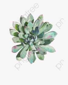Transparent Succulent Wreath Clipart - Transparent Succulent Clip Art, HD Png Download, Transparent PNG