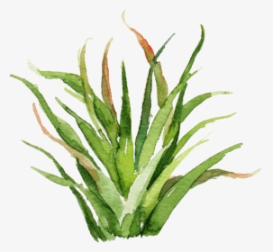 #green #watercolor #plant #painting #cute #weeds #aesthetic - Watercolor Plant Paintings, HD Png Download, Transparent PNG