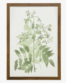 Watercolor Botanical Ii - Perforate St John's Wort, HD Png Download, Transparent PNG