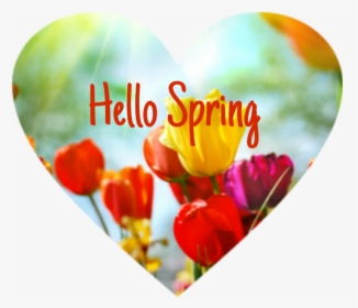 #spring #flowers #tulips #hellospring #heart, HD Png Download, Transparent PNG