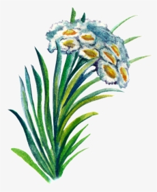 Hand-painted Plant Cartoon Transparent Watercolor Material - Edelweiss, HD Png Download, Transparent PNG