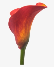 Watercolor Calla Lily Png - Orange Calla Lily Transparent, Png Download, Transparent PNG