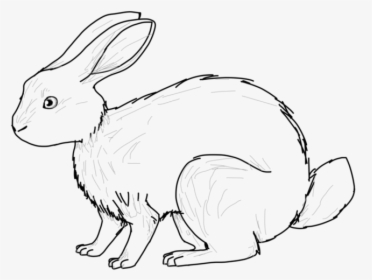 Hare Drawing Huge Freebie Download For Powerpoint - Domestic Rabbit, HD Png Download, Transparent PNG