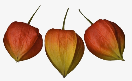 Chinese Lantern Flowers Png Photo Background - Tulip, Transparent Png, Transparent PNG