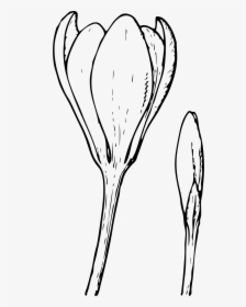 Clipart Crocus Flower And - Flower Bud Clipart, HD Png Download, Transparent PNG