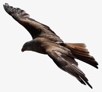 Transparent Fascist Eagle Png - Golden Eagle Flying Png, Png Download, Transparent PNG