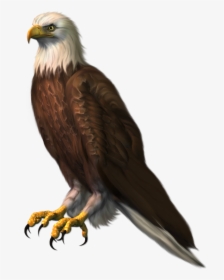 Transparent Png Picture Gallery - Eagle Png For Editing, Png Download, Transparent PNG