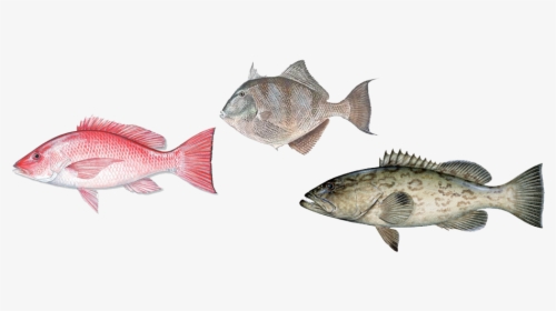 Groupoffish - Group Of Fish Transparent, HD Png Download, Transparent PNG