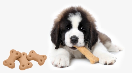 Pet Dog Biscuit - Dogs With Treats, HD Png Download, Transparent PNG
