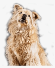Companion Dog, HD Png Download, Transparent PNG