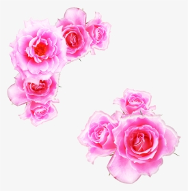 Pink Rose Png Free Download - Kewra Water In Hindi, Transparent Png, Transparent PNG