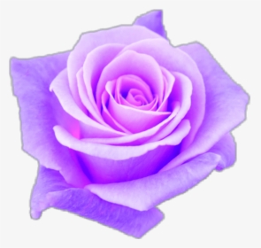Aesthetic Purple Rose Www Topsimages Com - Purple Aesthetic Transparent Background, HD Png Download, Transparent PNG
