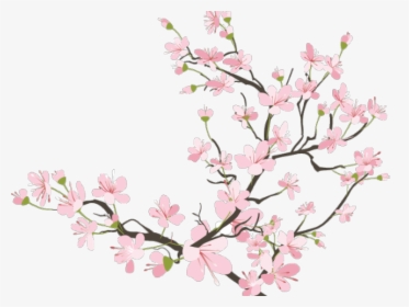 Transparent Cherry Blossom Branch Clipart - Japanese Cherry Blossom Transparent, HD Png Download, Transparent PNG
