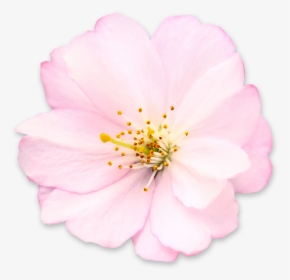 Get Cherry Blossom Png Pictures - Camellia Sasanqua, Transparent Png, Transparent PNG