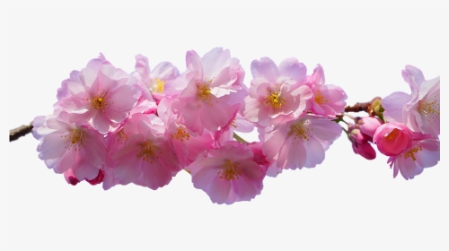 Cherry Blossom, Pink, Isolated, Spring - Real Cherry Blossom Png, Transparent Png, Transparent PNG