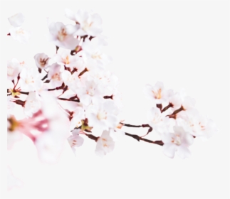 Image - Cherry Blossom, HD Png Download, Transparent PNG