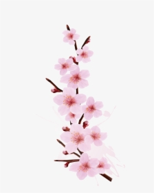 Transparent Cherry Blossom Png - Cherry Blossom Branch Design, Png Download, Transparent PNG