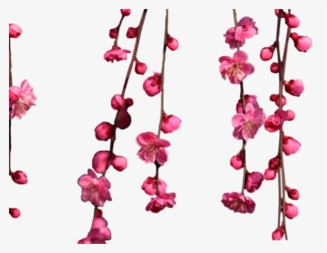 Hanging Cherry Blossom Png, Transparent Png, Transparent PNG