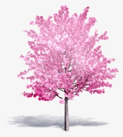 Cherry Tree In Bloom - Cherry Blossom Tree 3d, HD Png Download, Transparent PNG