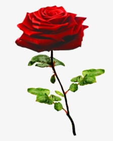 Beautiful Valentine Rose - Transparent Background Cartoon Rose, HD Png Download, Transparent PNG