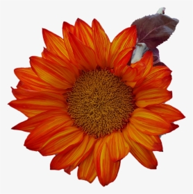 Free Fall Sunflower Thanksgiving Png Image - Girasoles Naranjas En Png, Transparent Png, Transparent PNG