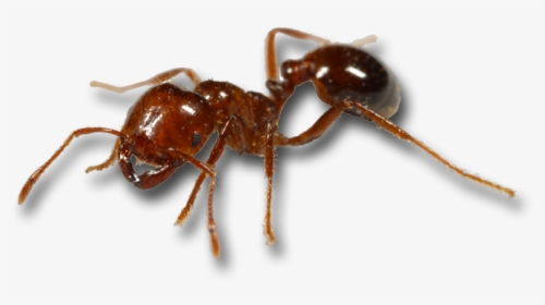 Red Imported Fire Ant Mosquito Black Imported Fire - Fire Ants, HD Png Download, Transparent PNG
