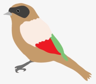 Dompaplike Bird With Colors - Bird Png Drawing, Transparent Png, Transparent PNG
