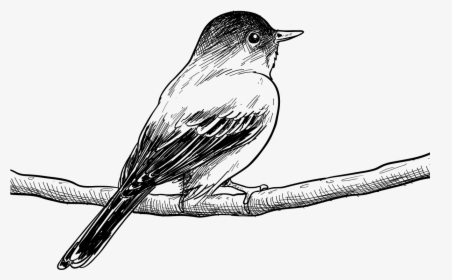 Transparent Bird Drawing Png - Bird Drawing Png, Png Download, Transparent PNG
