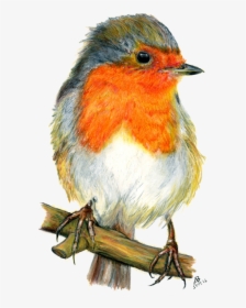 Watercolor Pencil Drawing Bird, HD Png Download, Transparent PNG