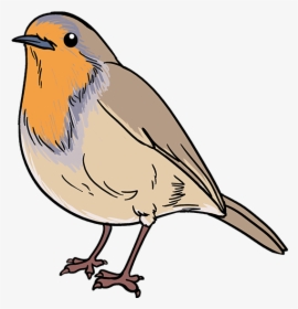 Carton Drawing Bird - Easy Robin Bird Drawing, HD Png Download, Transparent PNG