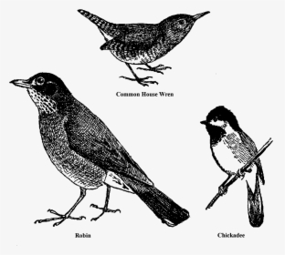 Bird Animal Drawings Sketches Clipart Collage Sheet - Robin, HD Png Download, Transparent PNG