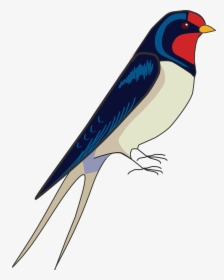 How To Draw A Bird, How To Draw A Swallow - Draw Easy Swallow Bird, HD Png Download, Transparent PNG
