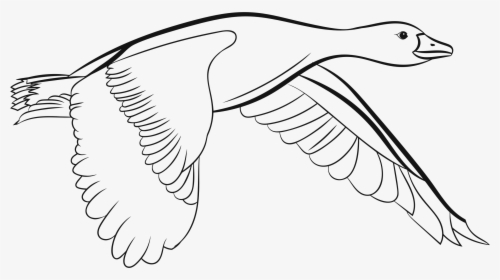 Duck Bird Drawing Goose Coloring Book - Duck Flying Clipart Black And White, HD Png Download, Transparent PNG