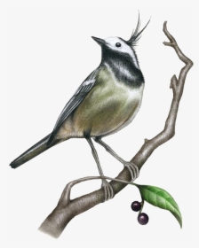 Drawing Painting Bird Illustration - Realistic Sketch Drawings Of Birds, HD Png Download, Transparent PNG