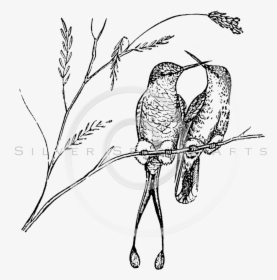 Royalty Free Stock Vintage Illustrations Photo Keywords - Black And White Humming Birds, HD Png Download, Transparent PNG