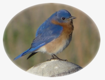 Eastern Bluebird On Fence Post - Eastern Bluebird, HD Png Download, Transparent PNG