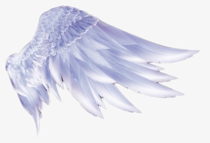 Transparent Feathers Supernatural - Angel Wings Png Hd, Png Download, Transparent PNG