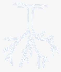 Rappers Drawing Sketch - Roy Woods Tree Transparent, HD Png Download, Transparent PNG