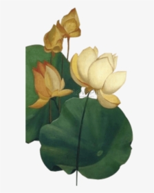 Pond Vector Lily Leaf - Sacred Lotus, HD Png Download, Transparent PNG