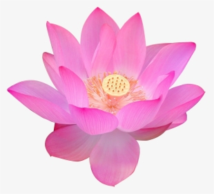 Nelumbo Nucifera Volga Delta Egyptian Lotus Flower - Free Png Transparent Background Png Lotus Flower, Png Download, Transparent PNG
