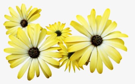 Daisies, Yellow, Flowers, Garden, Nature, Cut Out - Transparent Yellow Daisy Png, Png Download, Transparent PNG
